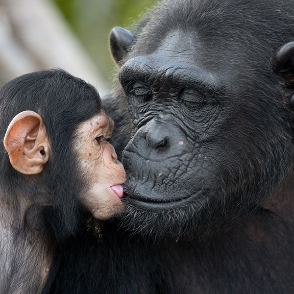 Maman chimpanzé avec bébé
