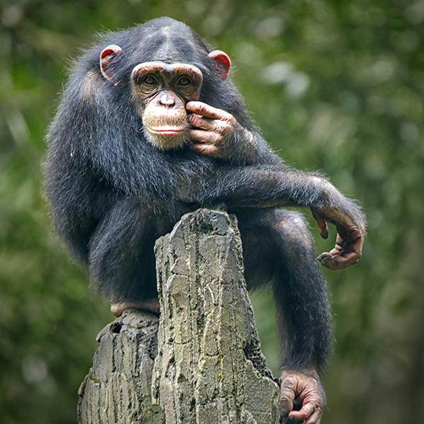 Chimpanzé perché