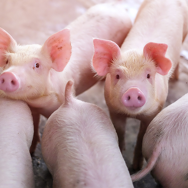 Groupe de bébés cochons