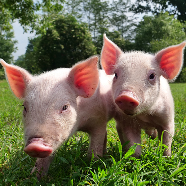 Bébés cochons