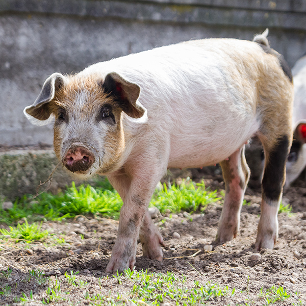 Cochon à la ferme