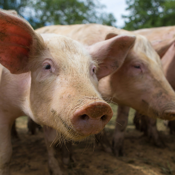 Groupe de cochons