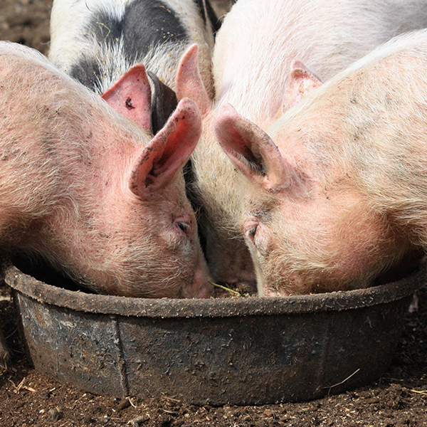 Cochons qui mangent