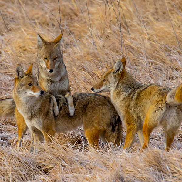 Coyotes aux aguets