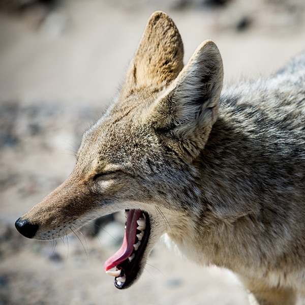 Coyote qui baille