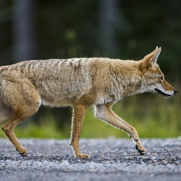 Coyote à la chasse