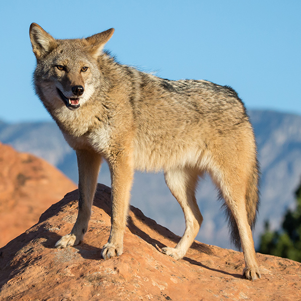 Coyote en montagne