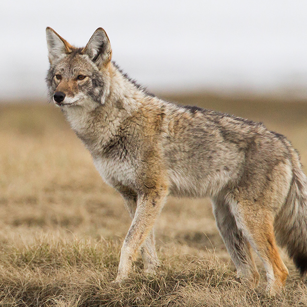 Regard du coyote