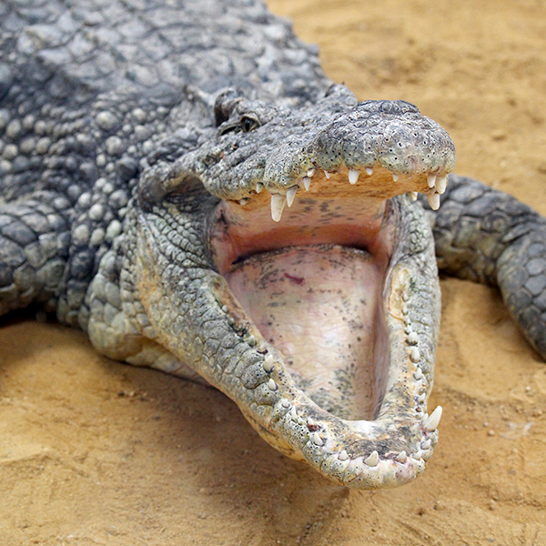 Dents de crocodile