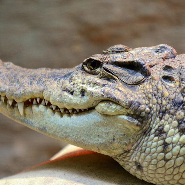 Jeune crocodile