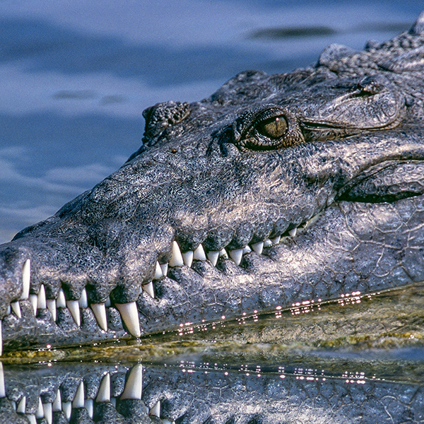 Crocodile dans un marais