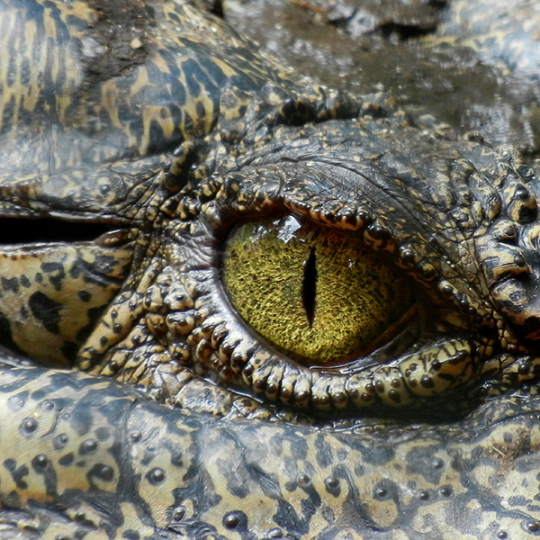 Oeil de crocodile