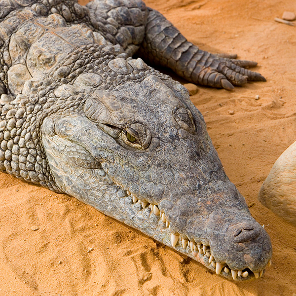 Crocodile dans le sable