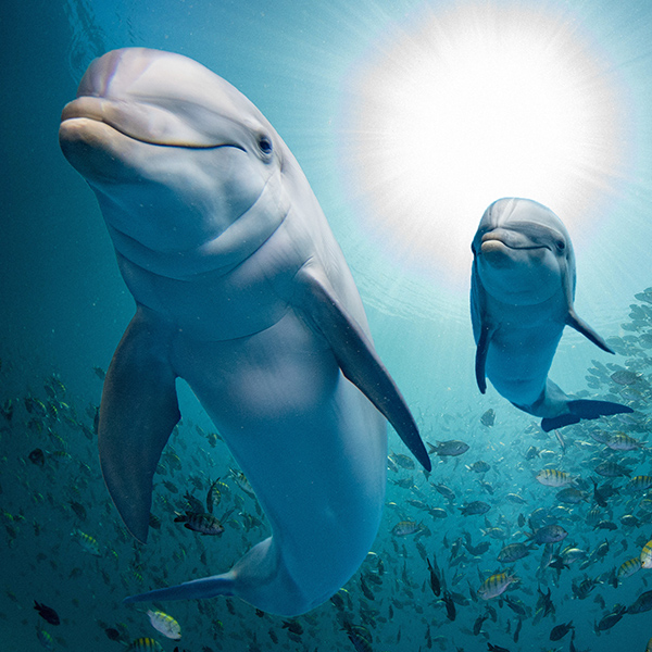 Duo de dauphins