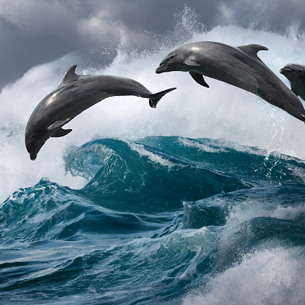 Dauphins dans les vagues