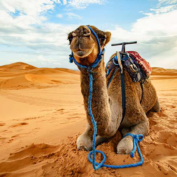 Dromadaire dans le sable