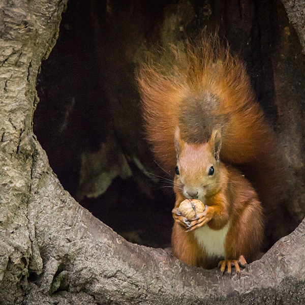 Écureuil dans l'arbre