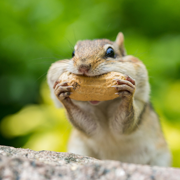 Écureuil mange cacahuete