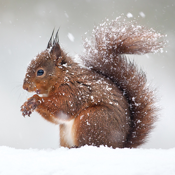 Écureuil dans la neige