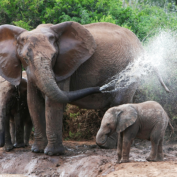 Éléphants d’Afrique s'arrosent
