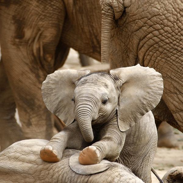 Bébé éléphant d’Afrique