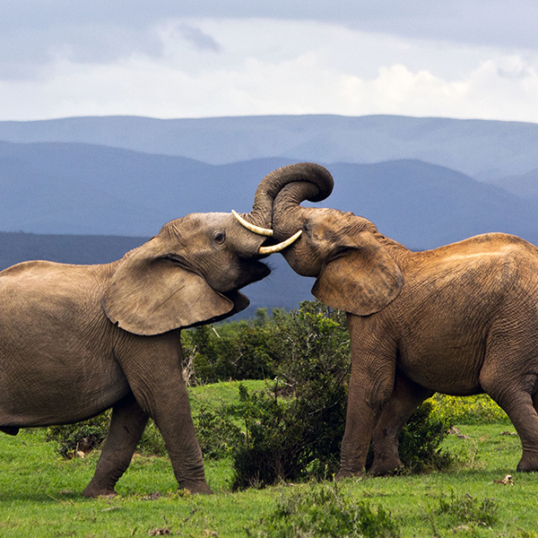 Combat d'éléphants d’Afrique