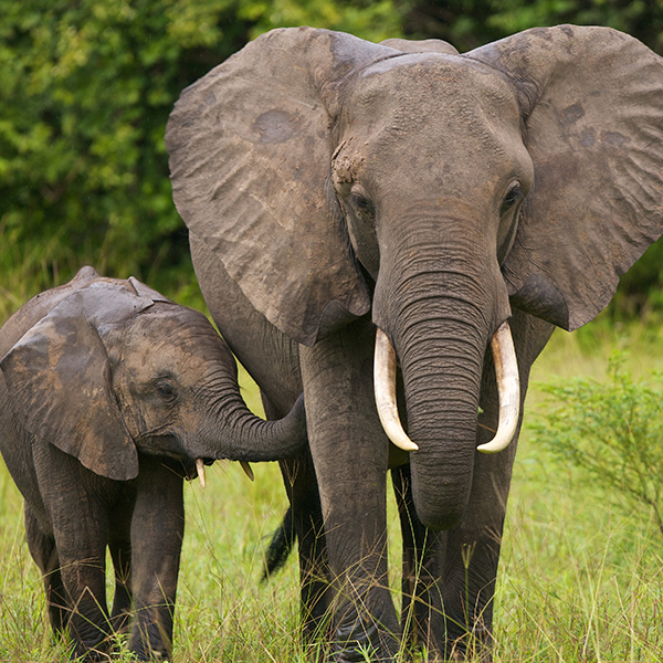 Maman éléphant d’Afrique avec bébé