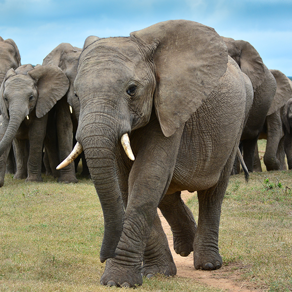 Troupeau d'éléphants d’Afrique