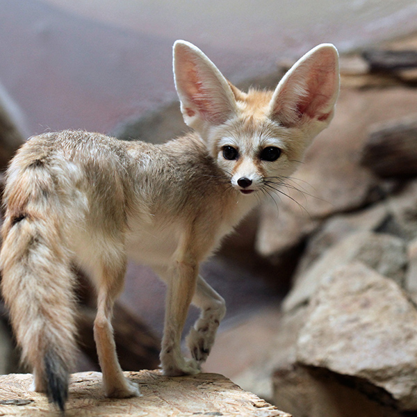 Fennec au aguets