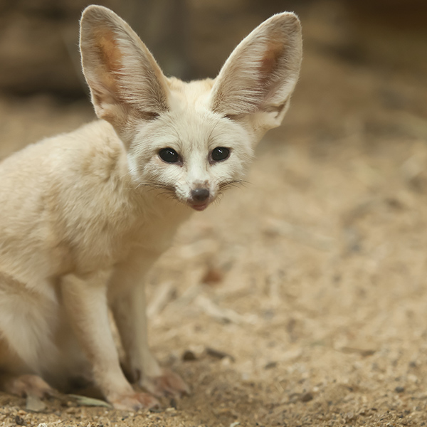 Fennec blanc