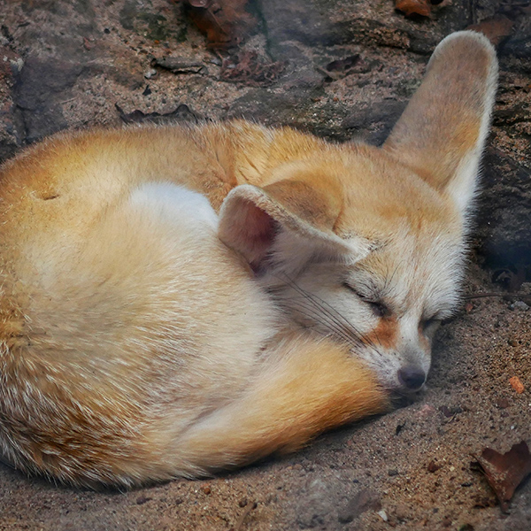 Fennec qui dort