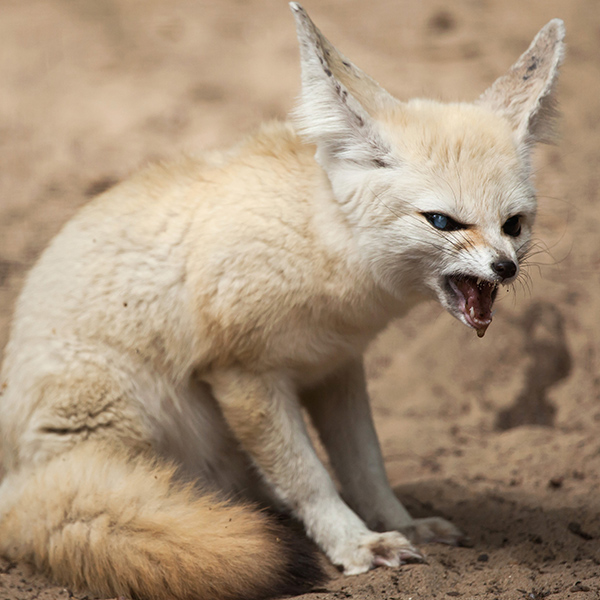 Fennec fâché