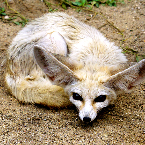 Fennec couché dans la sable