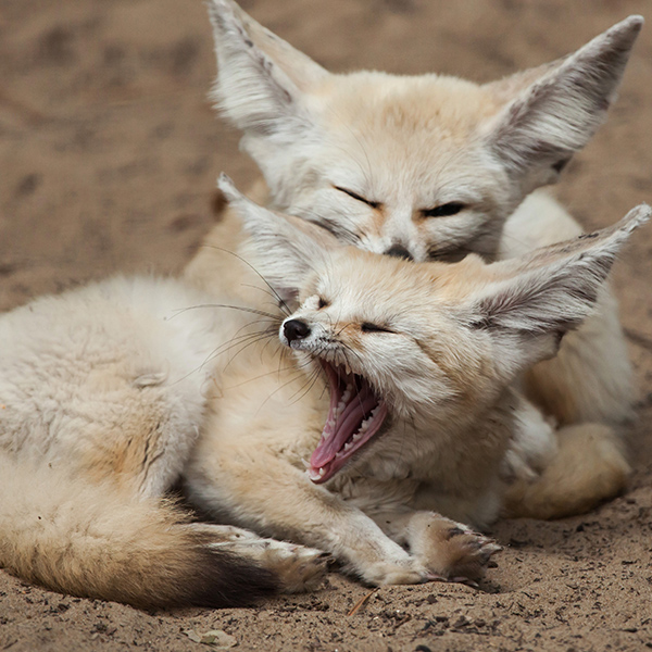 Fennec qui dort