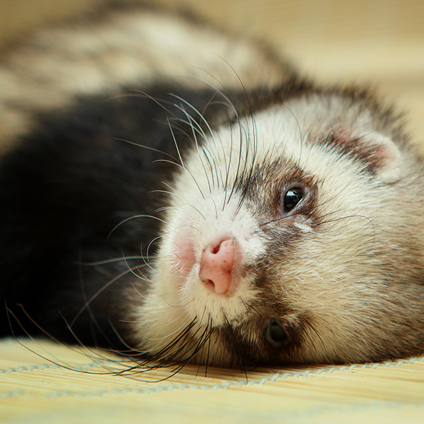 Furet se repose