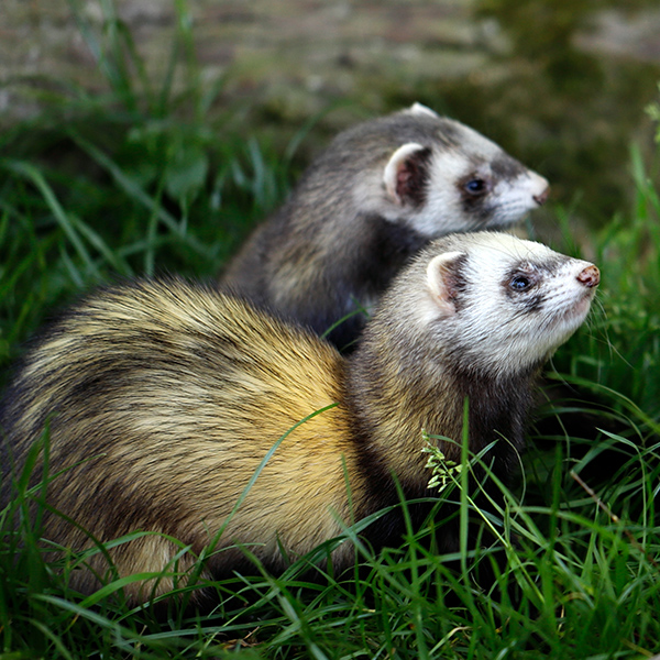 Duo de furet