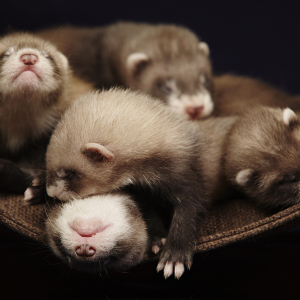 Famille de furet