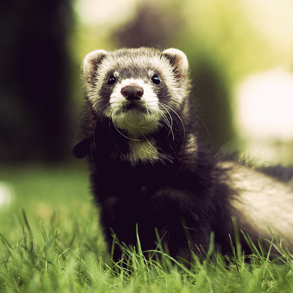 Furet en forêt