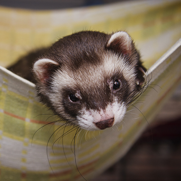 Furet dans un hamac