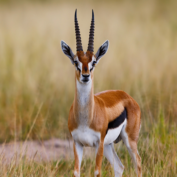 Gazelle dans la brousse