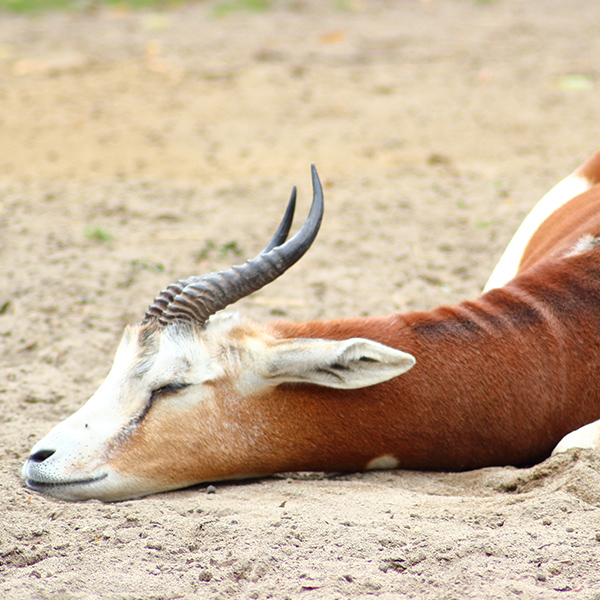 Gazelle qui dort