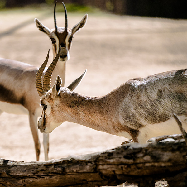 Duo de gazelles