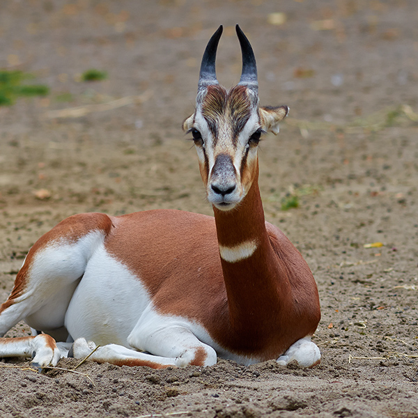 Gazelle sur le sable