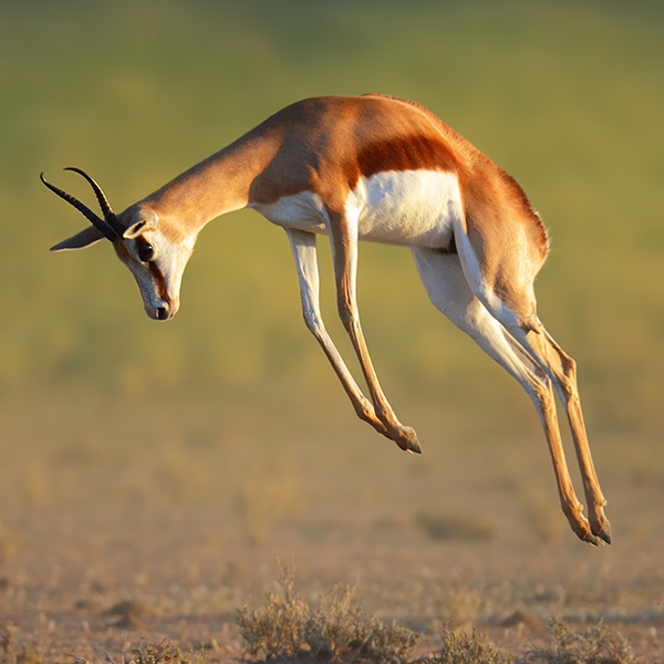 Gazelle qui saute