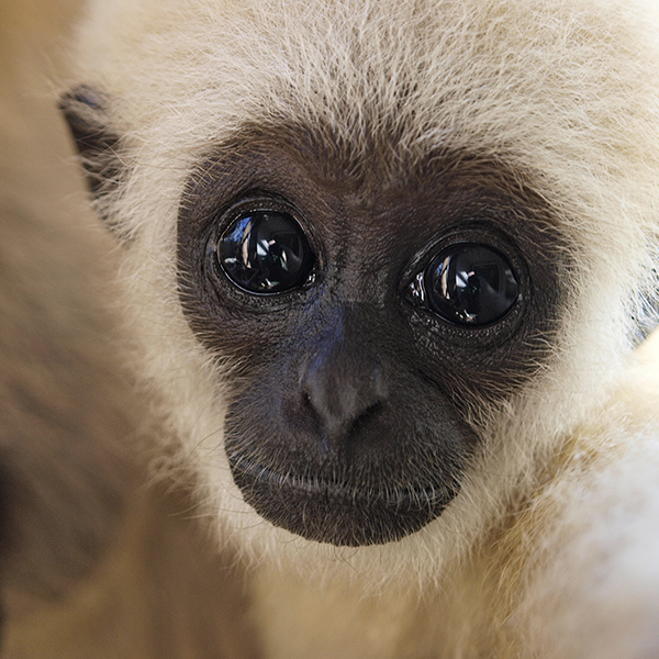 Bébé gibbon