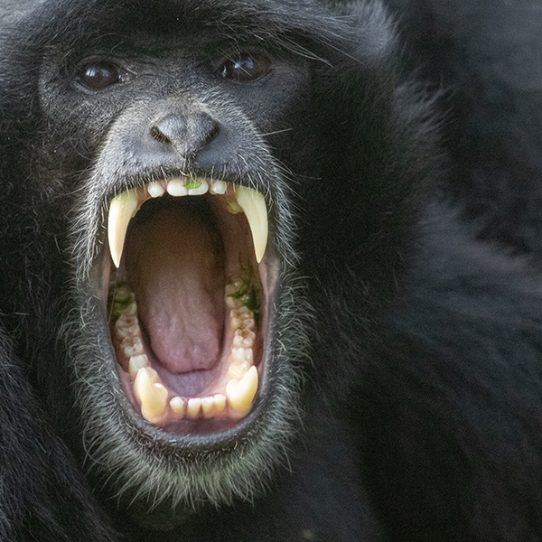 Dents de gibbon