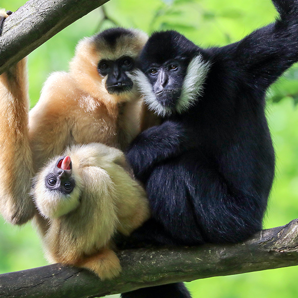 Famille de gibbon