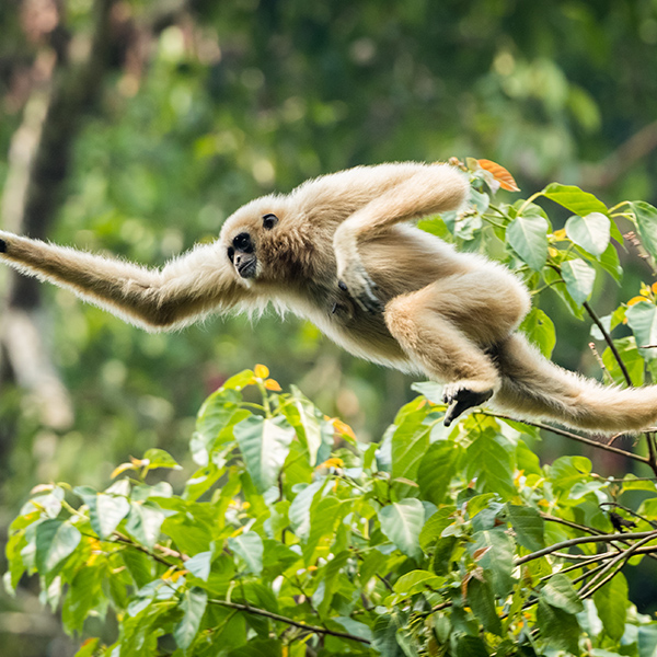 Gibbon qui saute