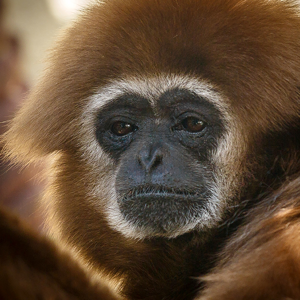 Tête de gibbon