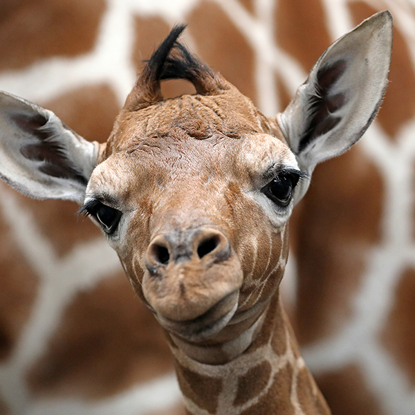 Bébé girafe